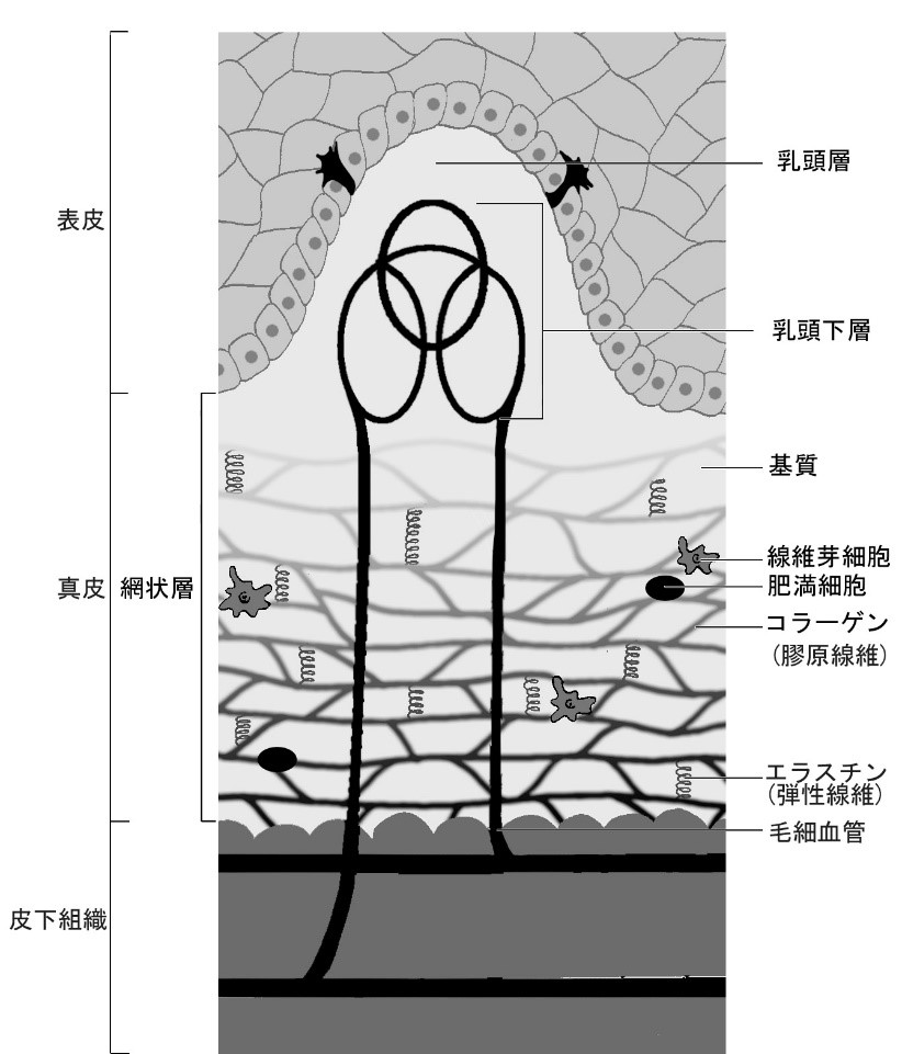 真皮層の断面図